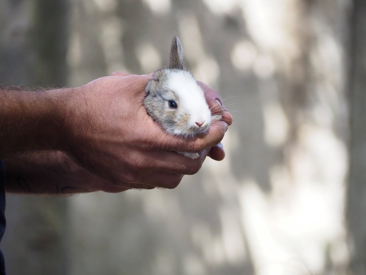 A close-up of hands gently holding a small rabbit outdoors, capturing a moment of human-animal connection.