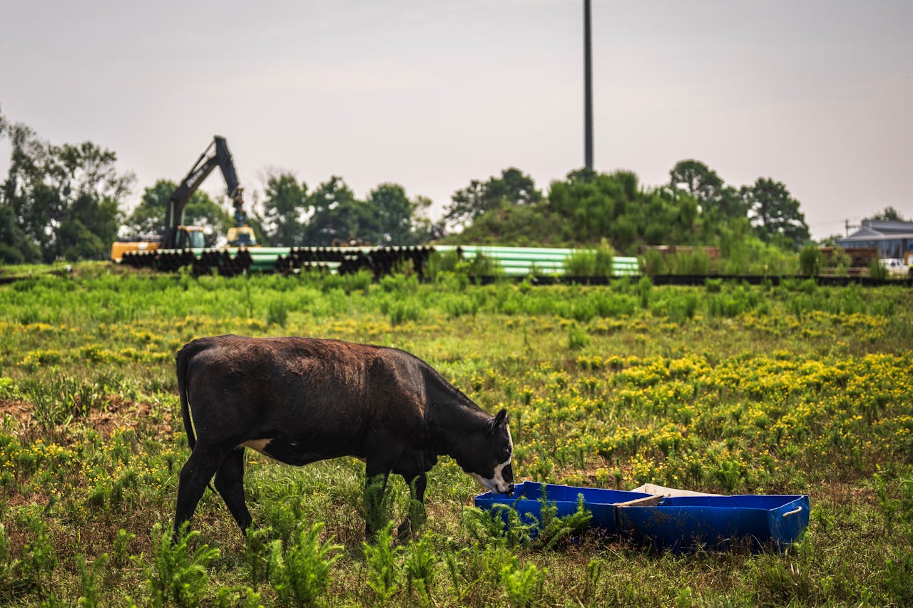 A cow grazes in a vibrant rural field with industrial machinery nearby, showcasing contrasting elements.
