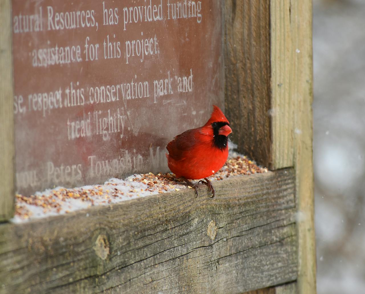 Close-up of a bright red Northern Cardinal on a snowy wooden bird feeder.