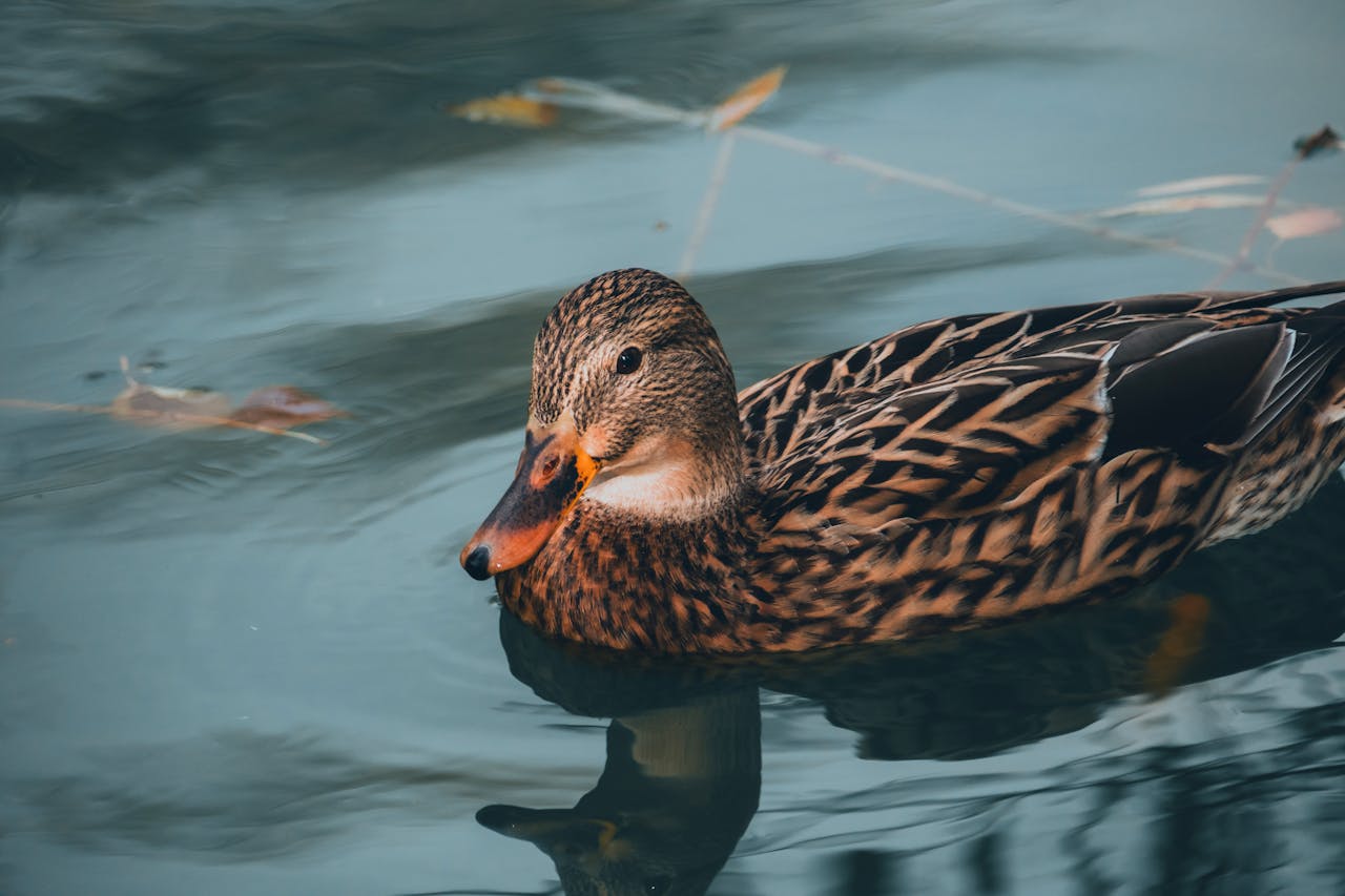 A detailed view of a Mallard duck swimming gracefully in a tranquil pond.