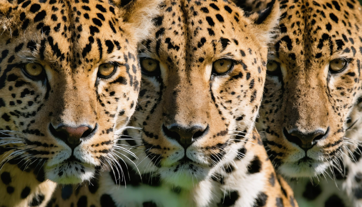 découvrez comment distinguer le léopard, le guépard et le jaguar en apprenant leurs caractéristiques uniques et spécificités pour mieux les reconnaître.